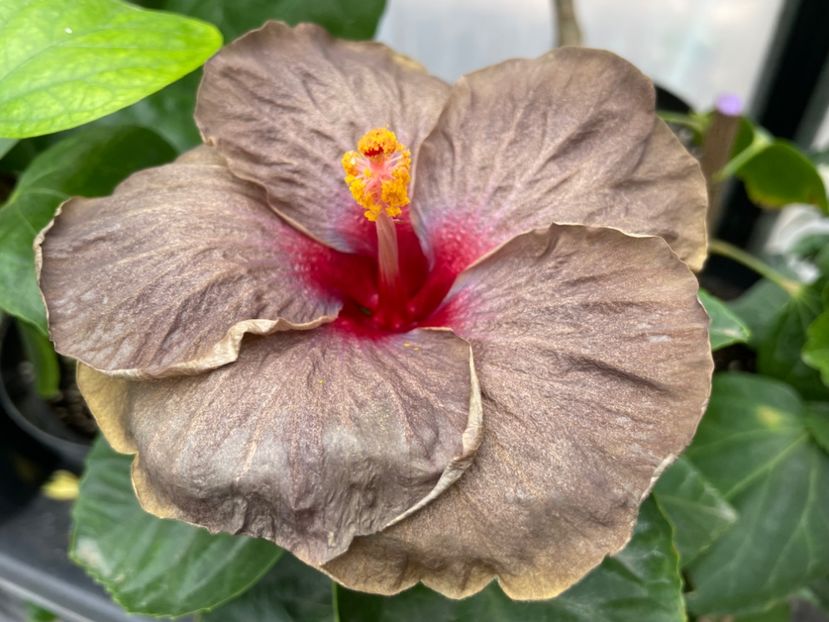  - Teng s black phantom