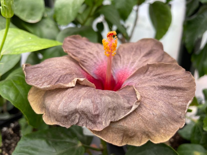  - Teng s black phantom