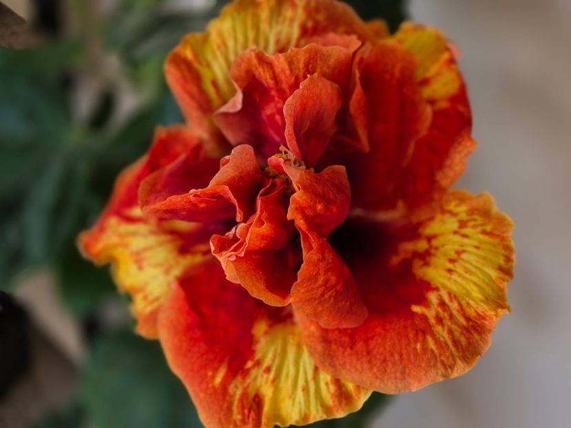 0f3e4ab1-7513-4397-8f94-2868f7161627 - A - Fire Flower