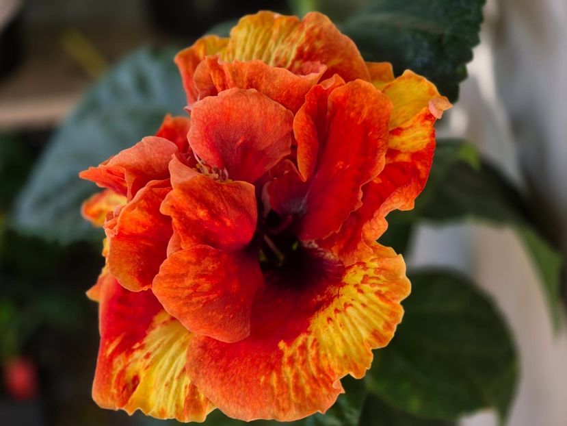 a1bb699a-bece-4781-8002-073522b67326 - A - Fire Flower