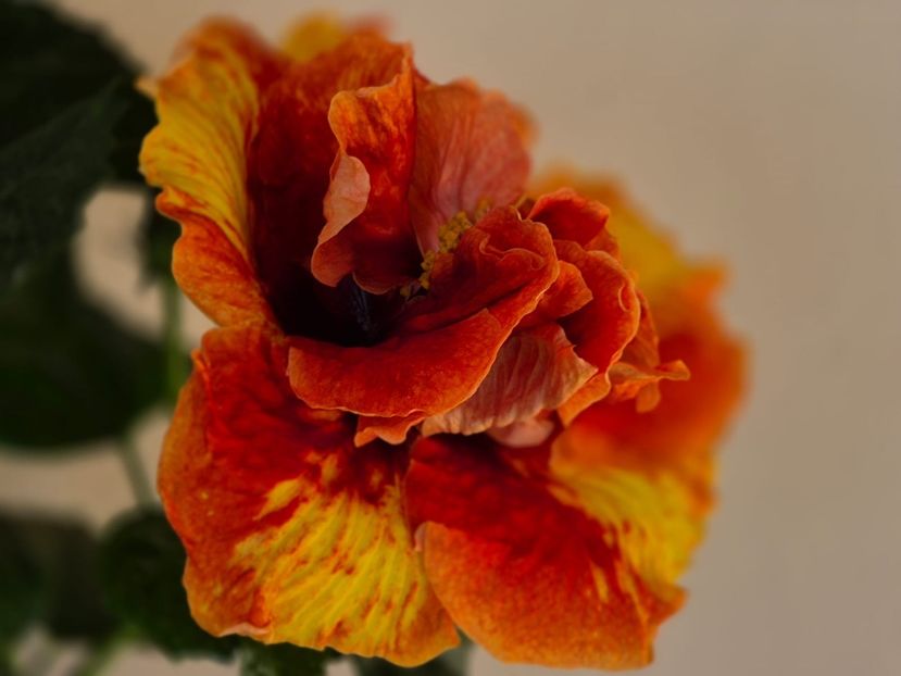 1f2f90bb-e4e5-44d6-847e-7593647c5190 - A - Fire Flower