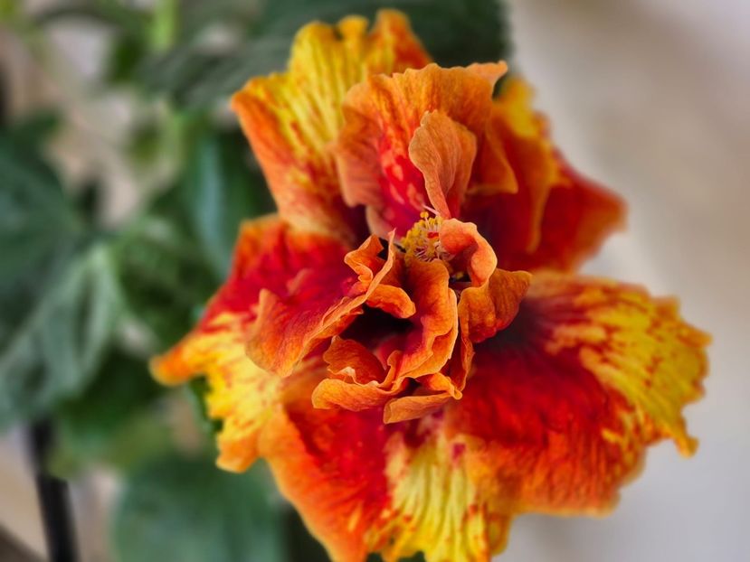 2c89c72a-b505-4cba-ba5a-ef636ecaeffd - A - Fire Flower