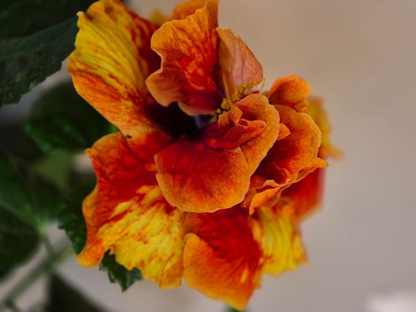 535efcc9-5ca3-45c0-bbbe-7a8718628c15 - A - Fire Flower