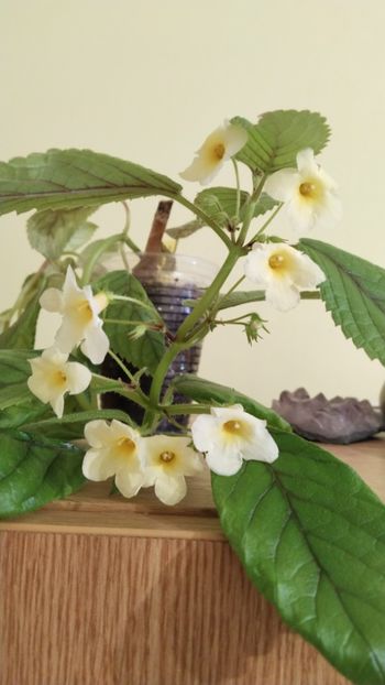  - 2025-Niphimenes Lemonade