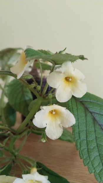  - 2025-Niphimenes Lemonade