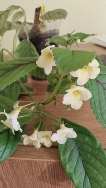  - 2025-Niphimenes Lemonade