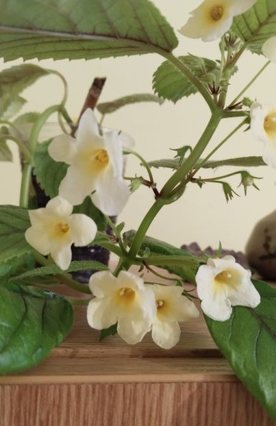  - 2025-Niphimenes Lemonade