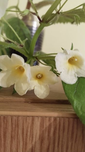  - 2025-Niphimenes Lemonade