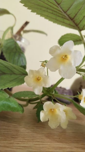  - 2025-Niphimenes Lemonade