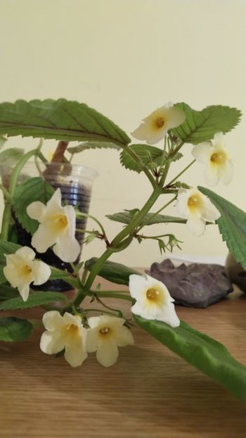  - 2025-Niphimenes Lemonade