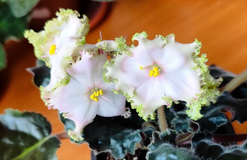 15 septembrie 2025 - Dn Bronzoviy Vec