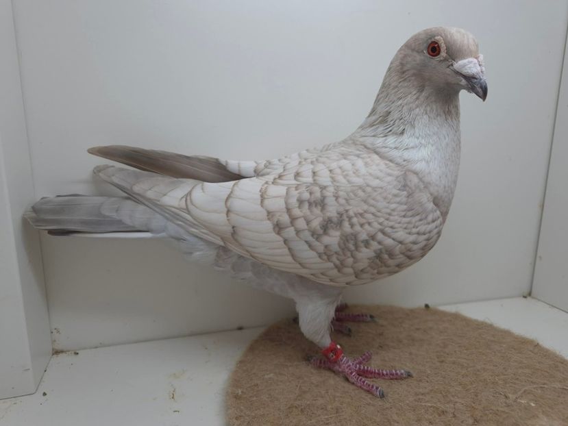  - Nu îmi aparțin 10