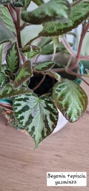 15.09.2025 - Episcia Pink Panther