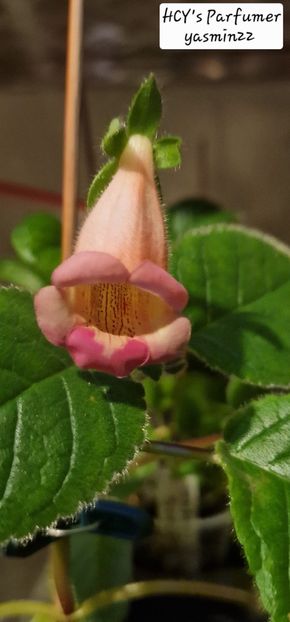 13.09.2025 - 10-Sinningia