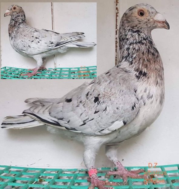  - Nu îmi aparțin 10