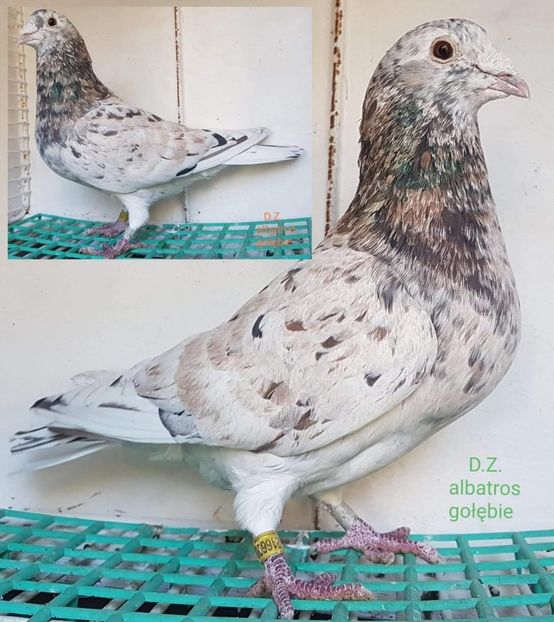  - Nu îmi aparțin 10