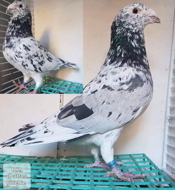  - Nu îmi aparțin 10