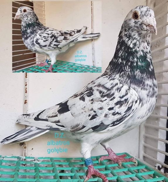  - Nu îmi aparțin 10