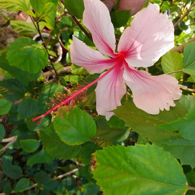 15.09.2025 - HIBISCUSI 2025-5