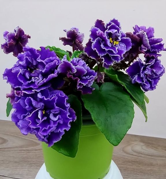 Poza net - Morgan s Roji