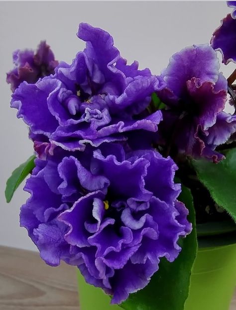 Poza net - Morgan s Roji