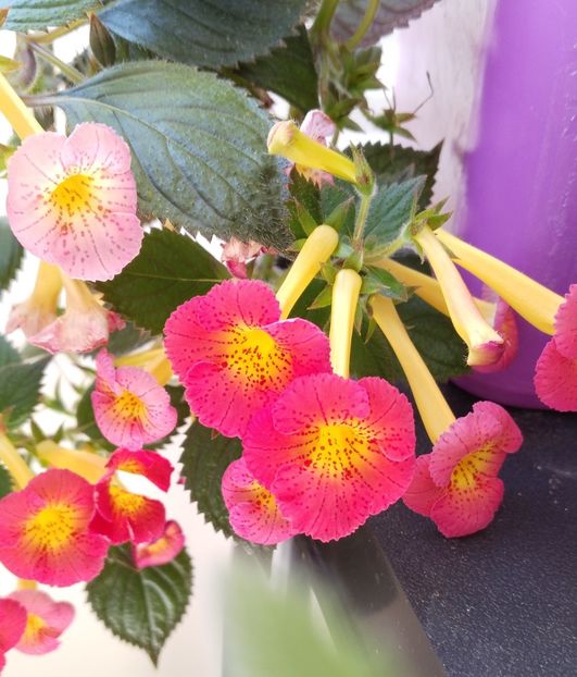  - 2025-MM s HAPPY DAY