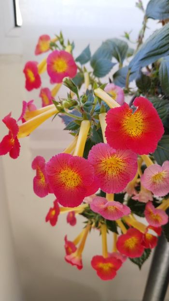  - 2025-MM s HAPPY DAY