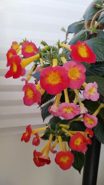  - 2025-MM s HAPPY DAY