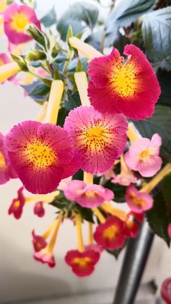  - 2025-MM s HAPPY DAY