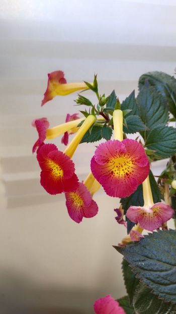  - 2025-MM s HAPPY DAY