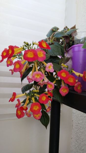  - 2025-MM s HAPPY DAY