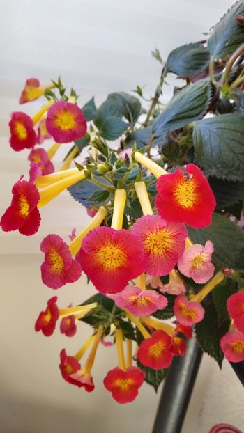  - 2025-MM s HAPPY DAY