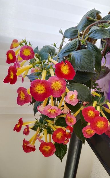  - 2025-MM s HAPPY DAY