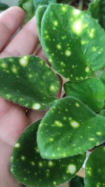 Poza net - SHN-Kosmitcheskaya Feya