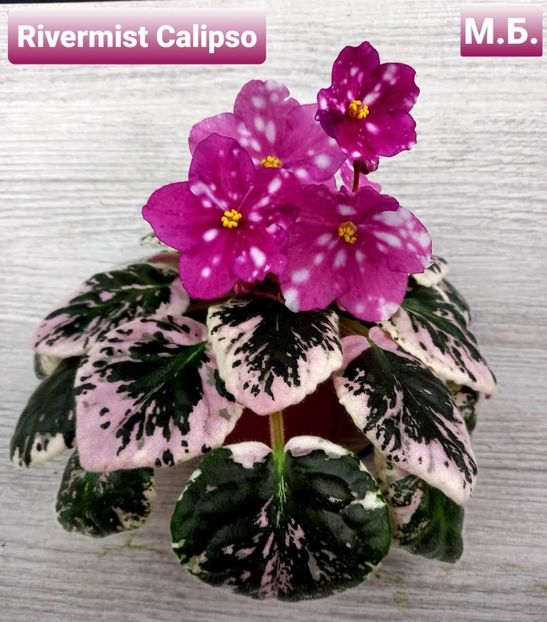 Poza net - Rivermist Calypso