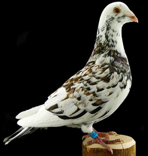  - Nu îmi aparțin 10