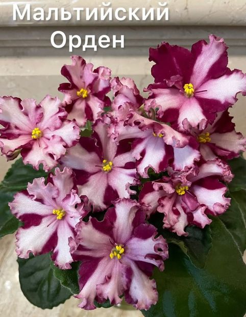 Poza net - Maltiiskyi Orden chimera