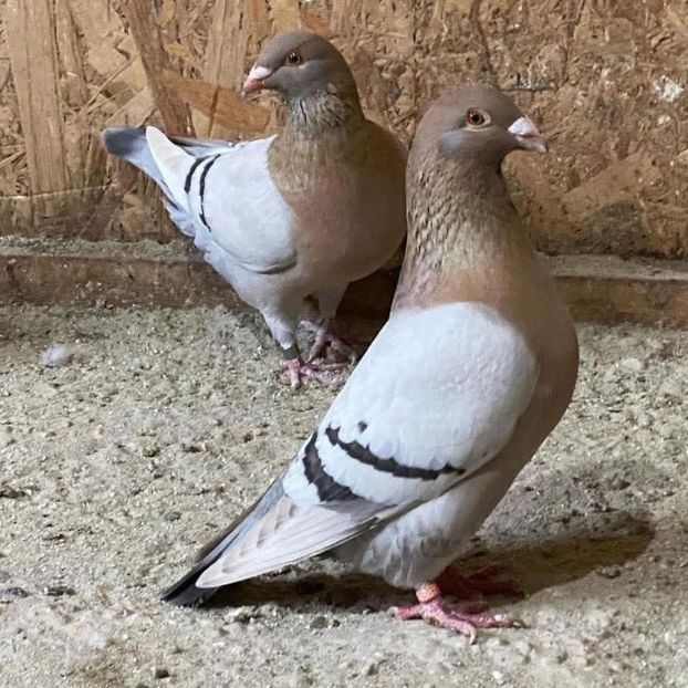  - Nu îmi aparțin 10