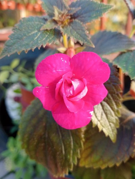  - RFs Marichuy Cabrales