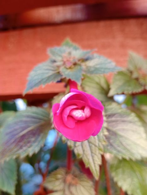  - RFs Marichuy Cabrales