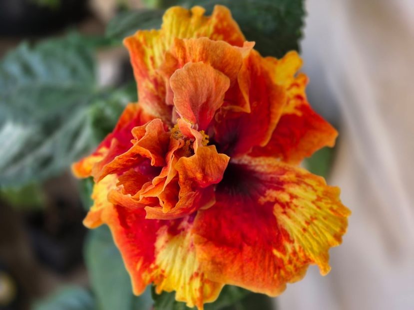 8c2c92f1-9c39-4aca-a482-290085a780c0 - A - Fire Flower