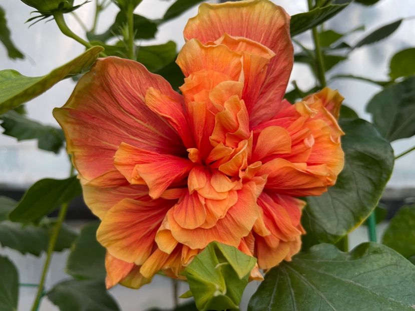  - 0006 - Hibiscusi 2025 - 3