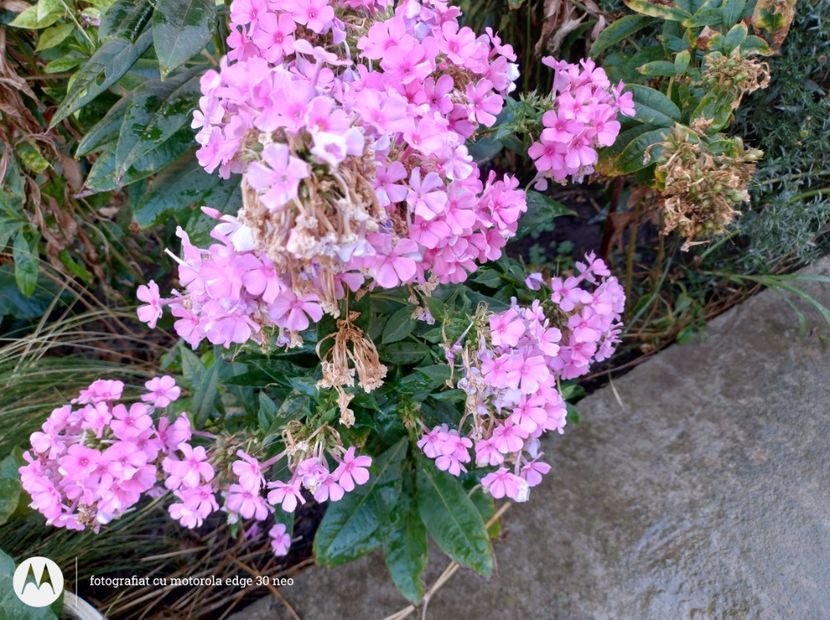  - Flori de gradină-2025