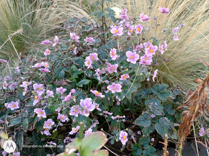  - Flori de gradină-2025