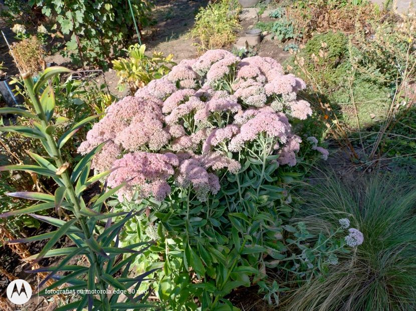  - Flori de gradină-2025