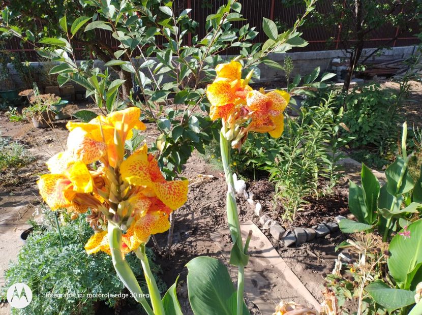  - Flori de gradină-2025