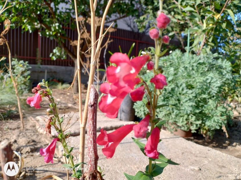  - Flori de gradină-2025