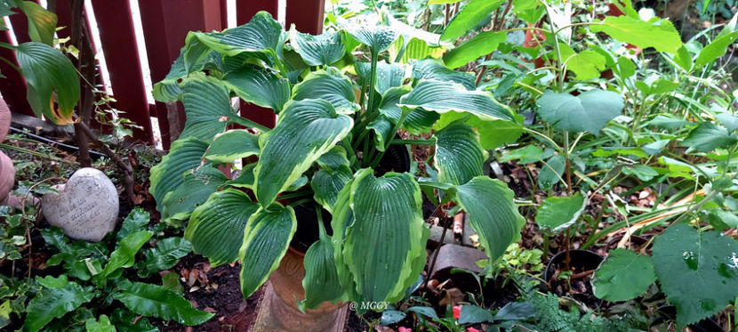  - 2025 - 03 - Toamna