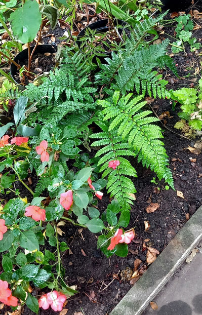  - 2025 - 03 - Toamna