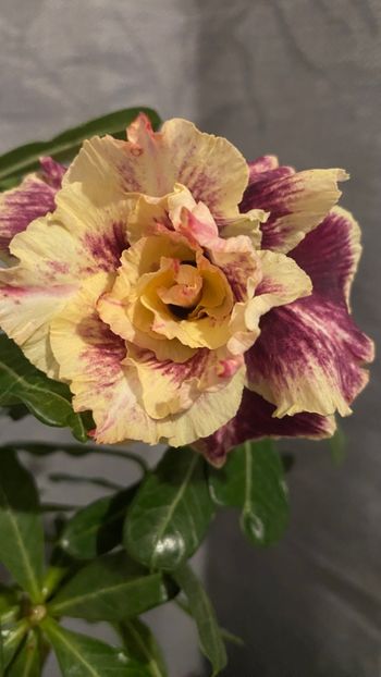  - Adenium Golden Year